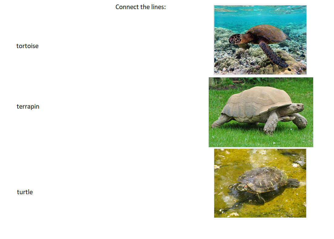 Schildpadblog 1